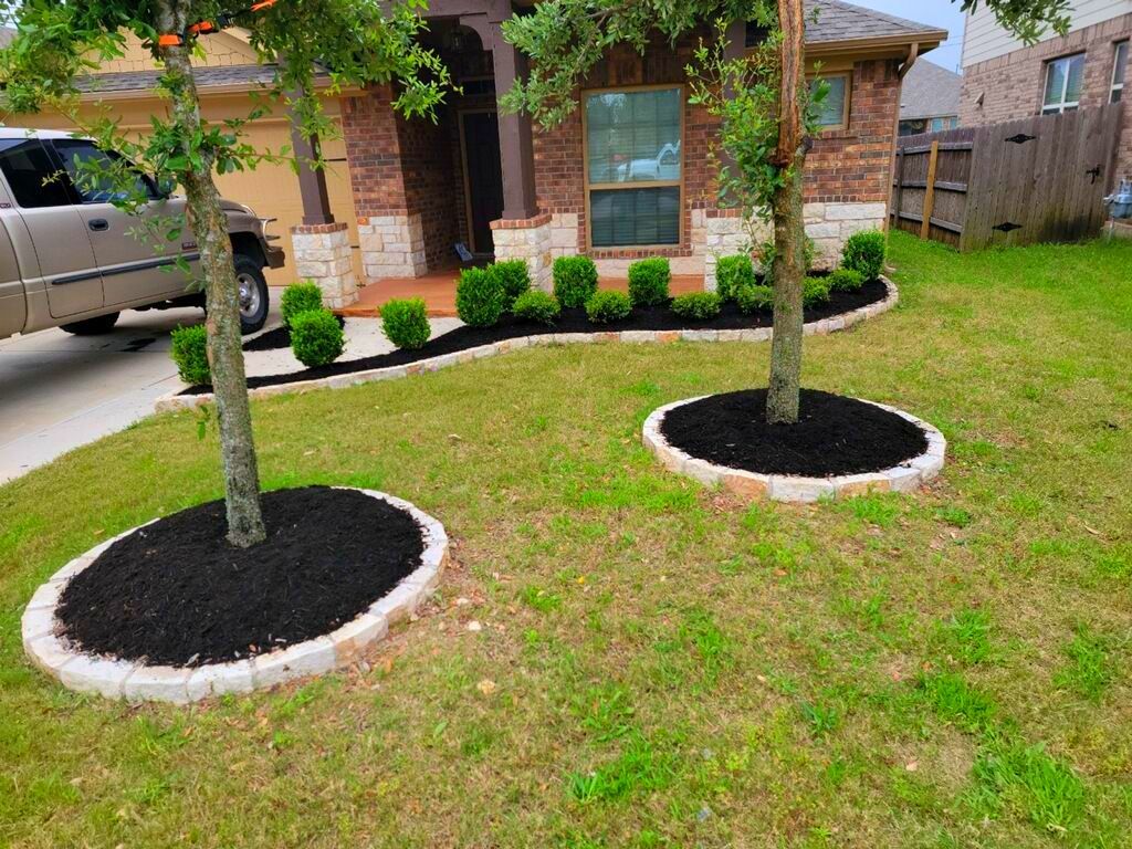Two trees in lawn with black mulch rings, in front of a brick house with landscaping.