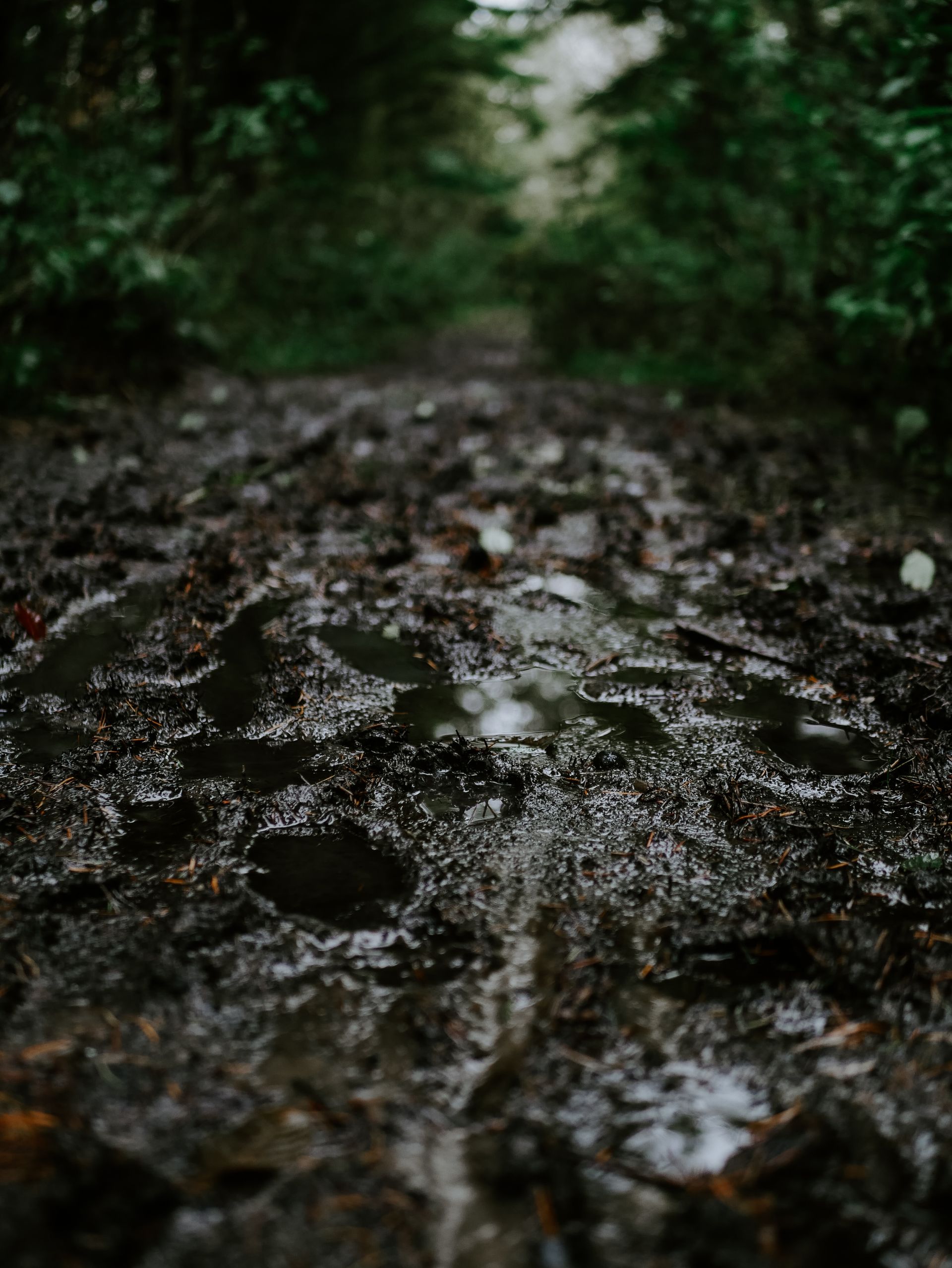 Muddy path