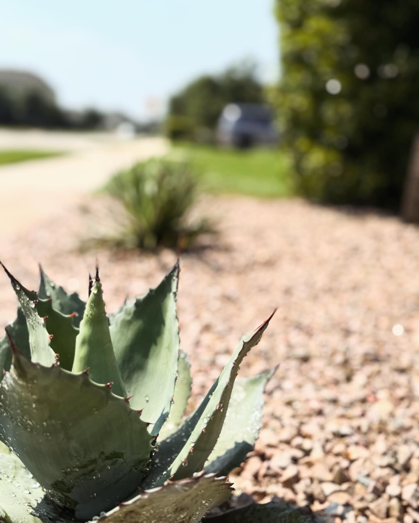 Succulent with spiky leaves in a gravel bed, blurred street and trees in the background.