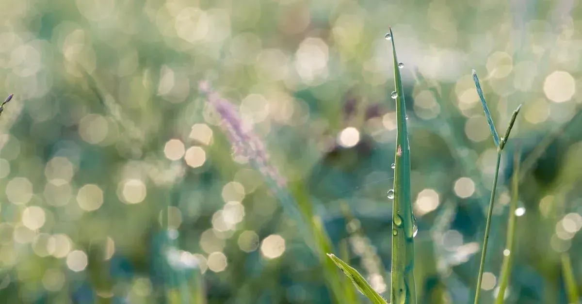 Structural protection through proper drainage in Round Rock