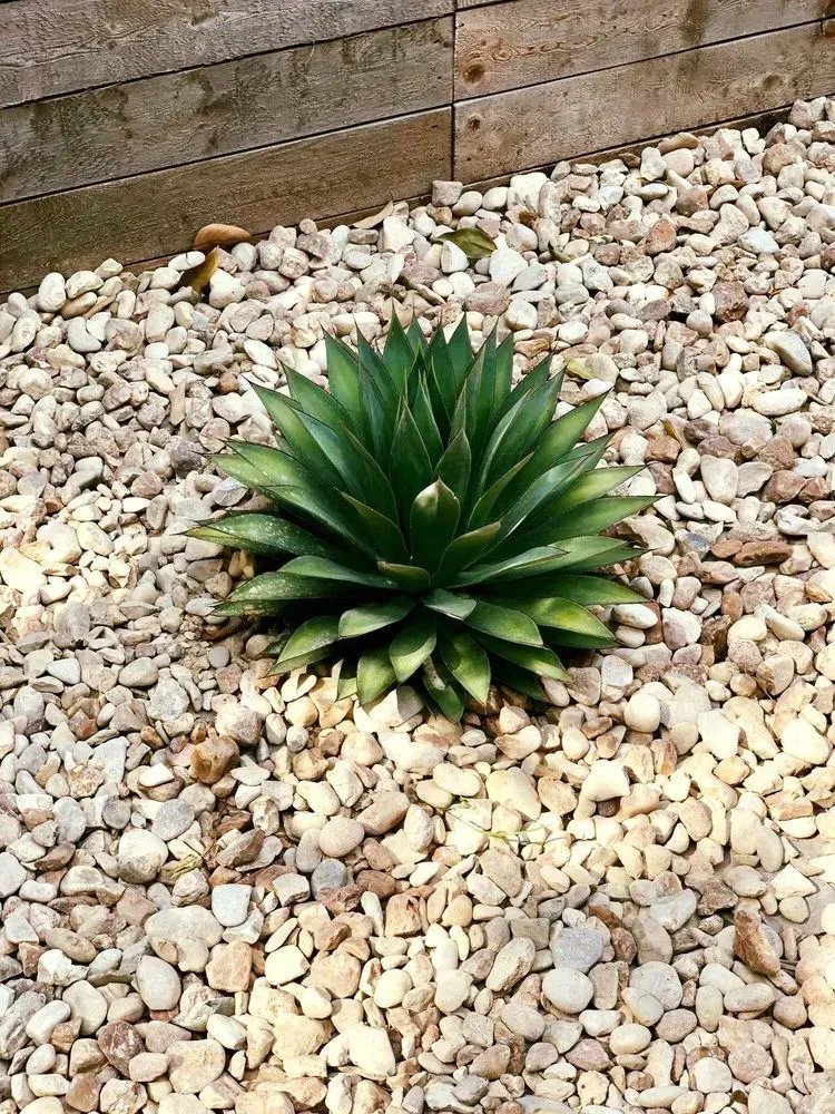 native plants in Texas