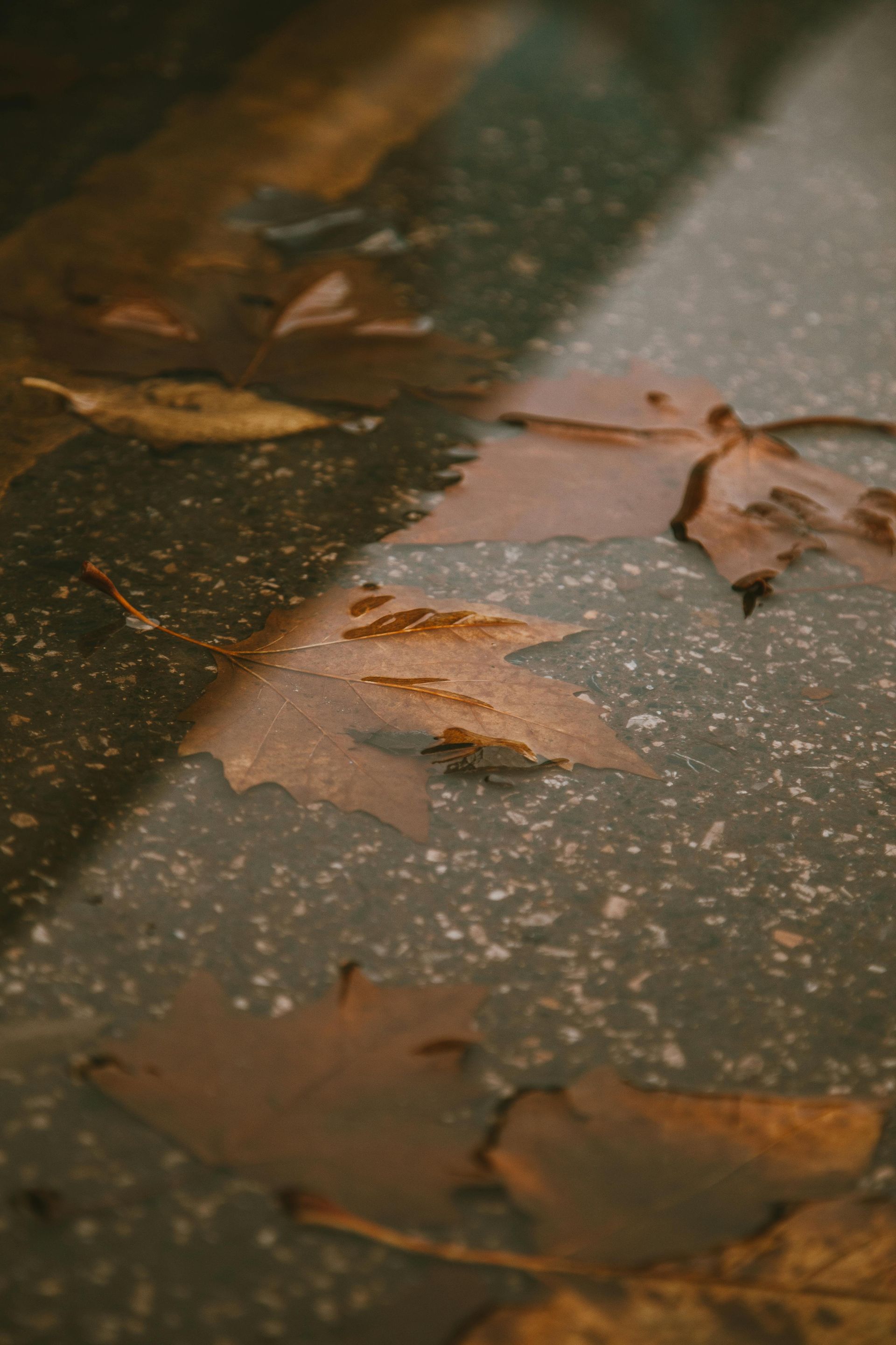 Fallen brown leaves in a puddle on asphalt with a strip of sunlight.