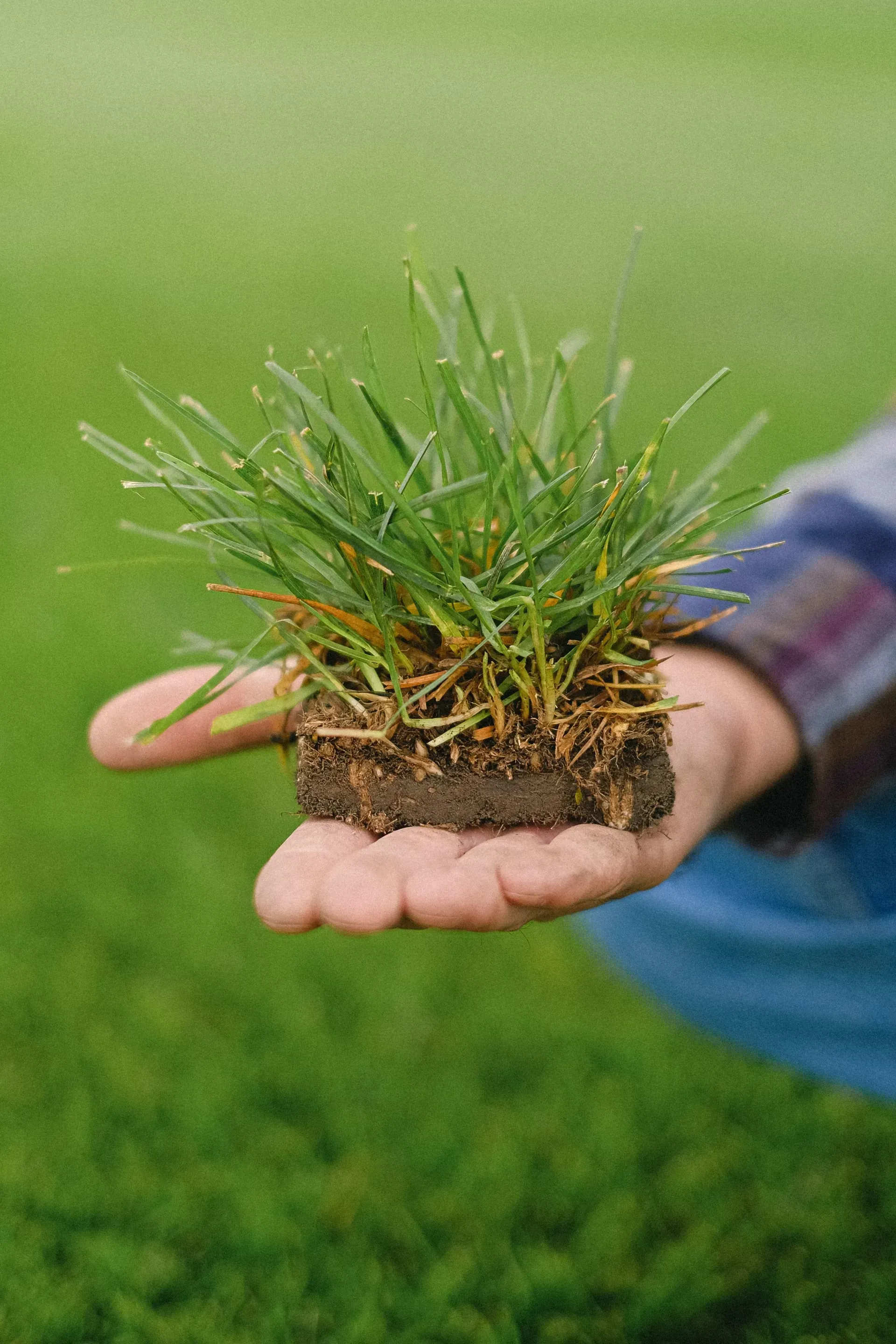 Hand holding a square of sod with green grass blades and exposed soil, outdoors.