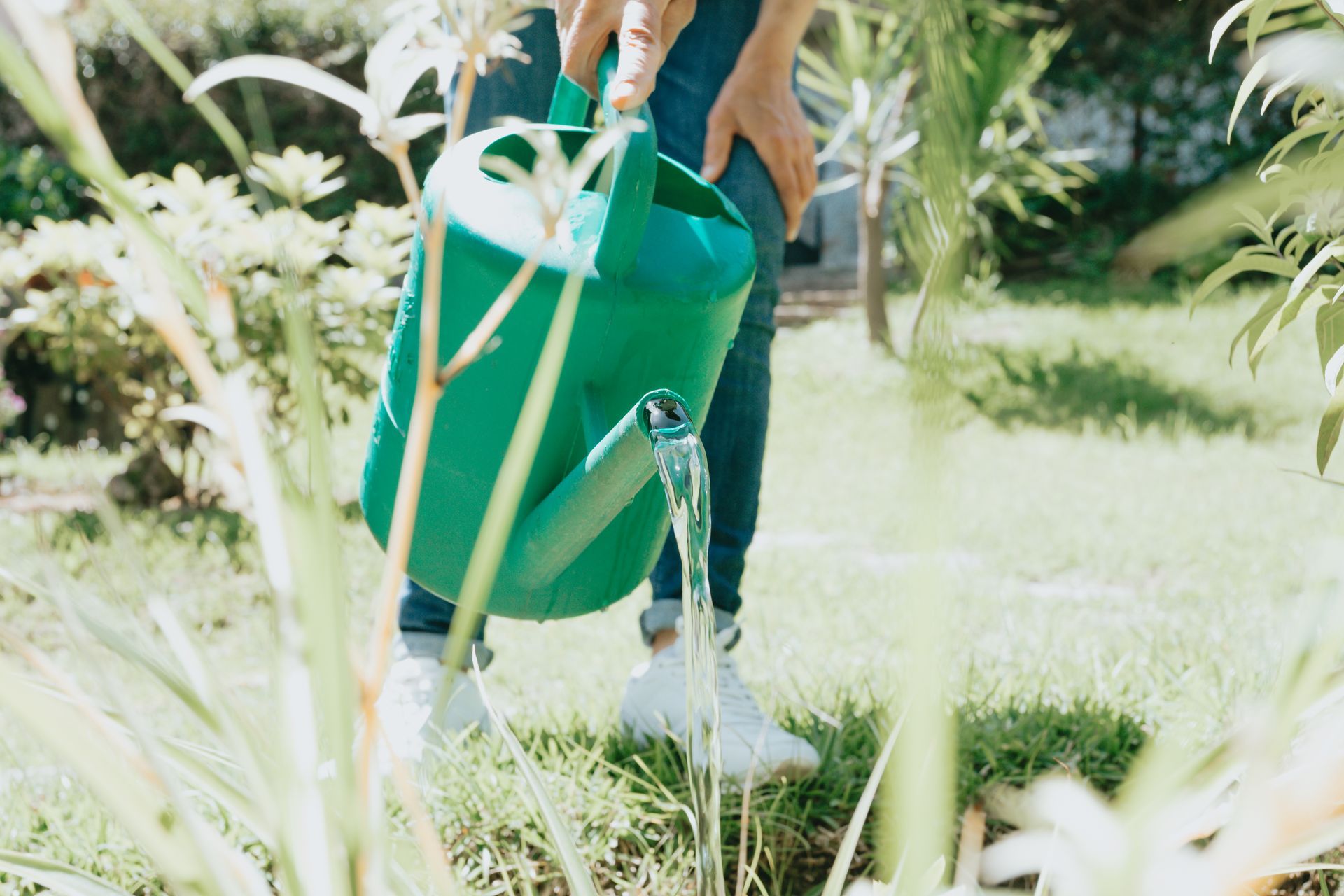 Person watering plants in a garden with a green watering can.
