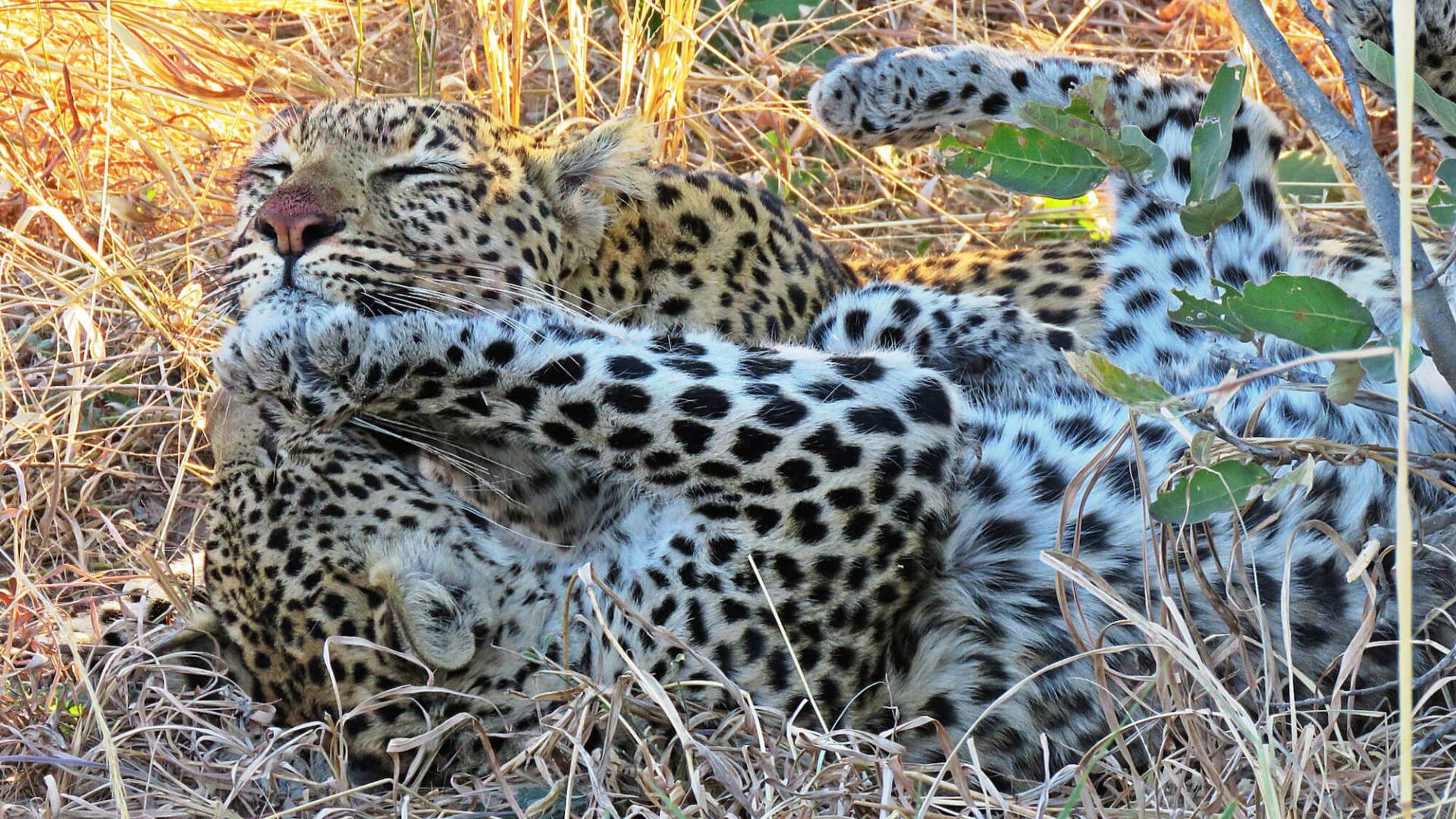 Savute Leopards Playing Botswana - eXplore Plus Travel and Tours