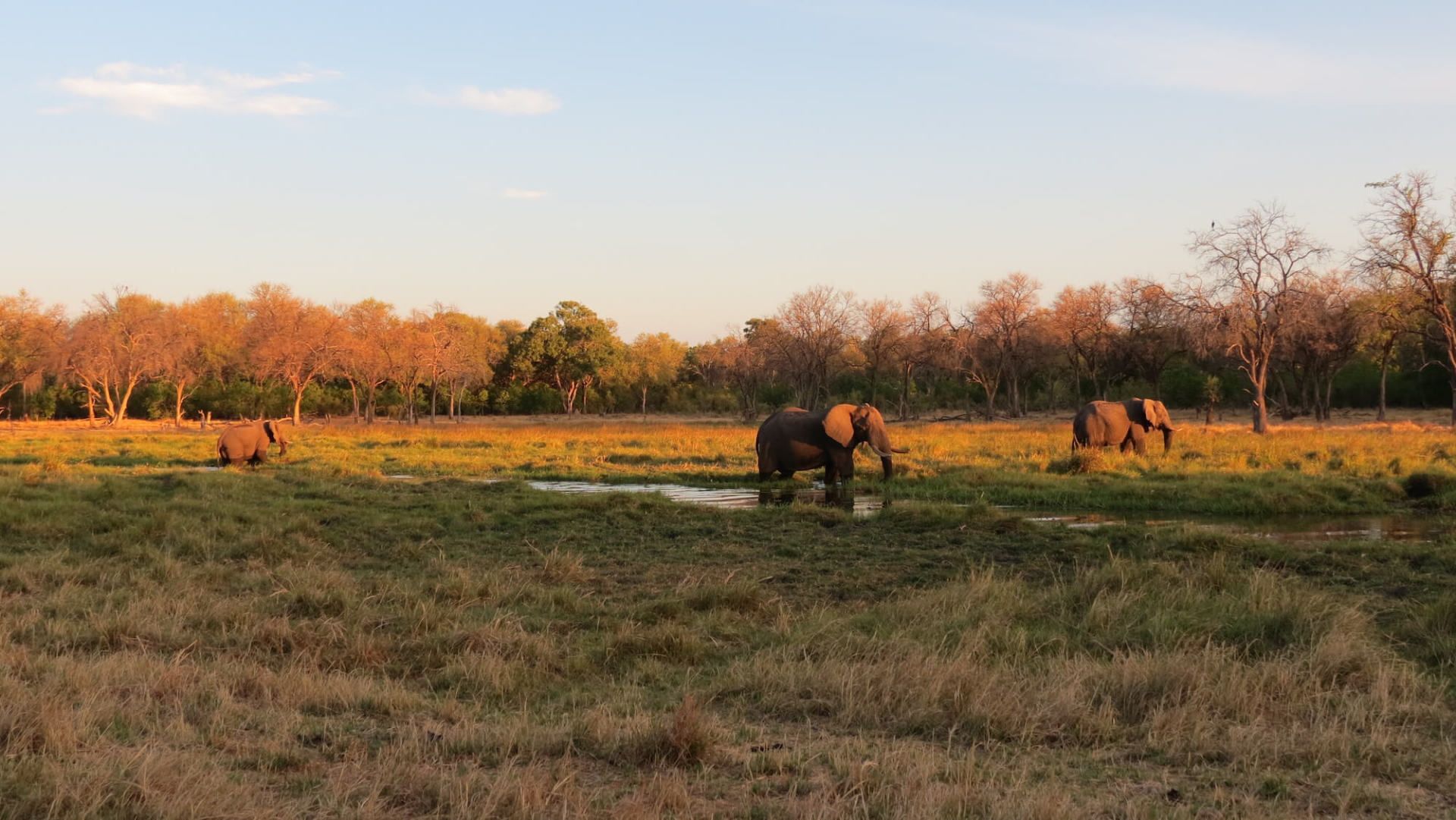 Khwai Conservation Area Elephants Botswana - eXplore Plus Travel and Tours