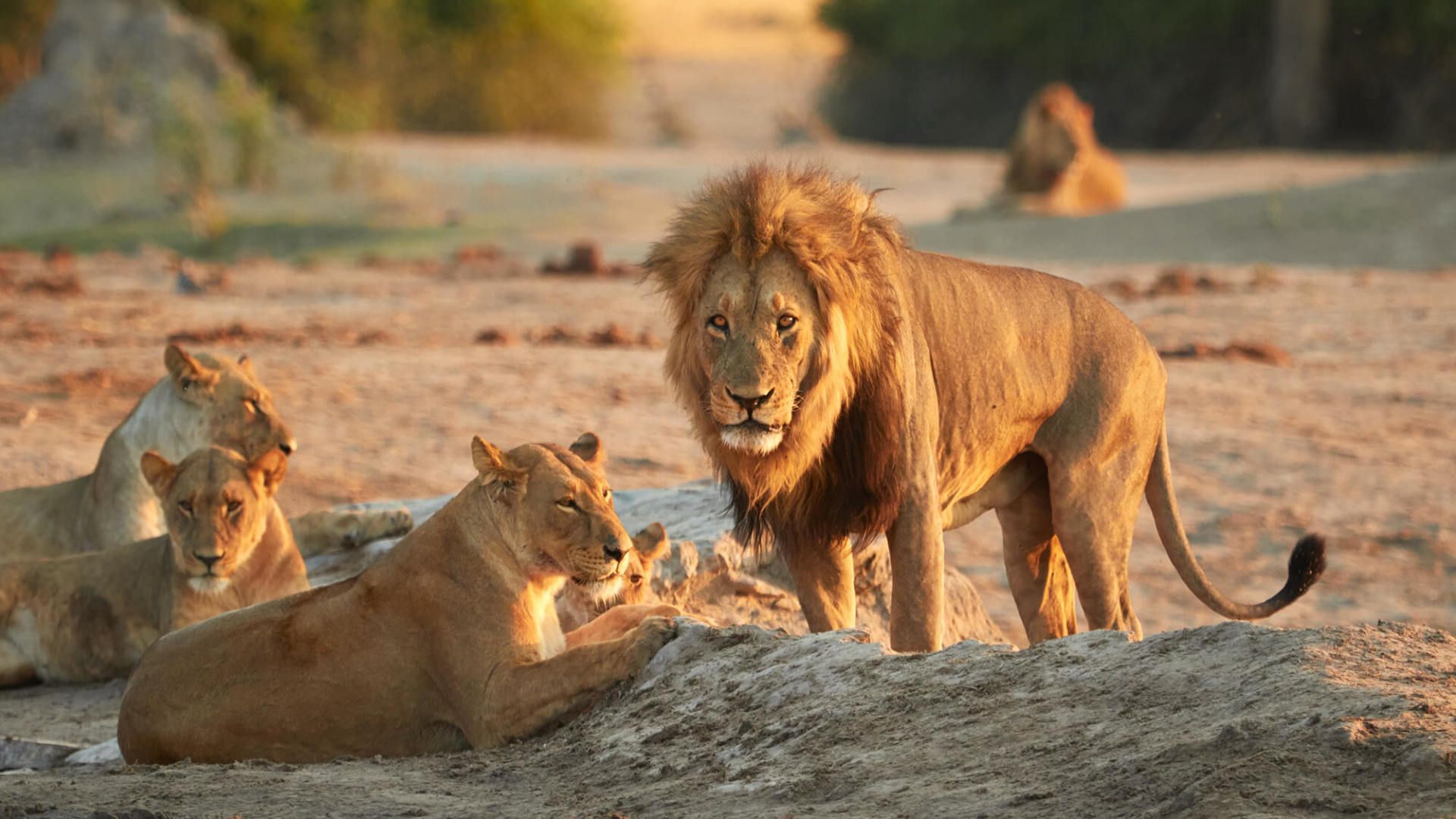 Savute Lion Sighting Botswana - eXplore Plus Travel and Tours