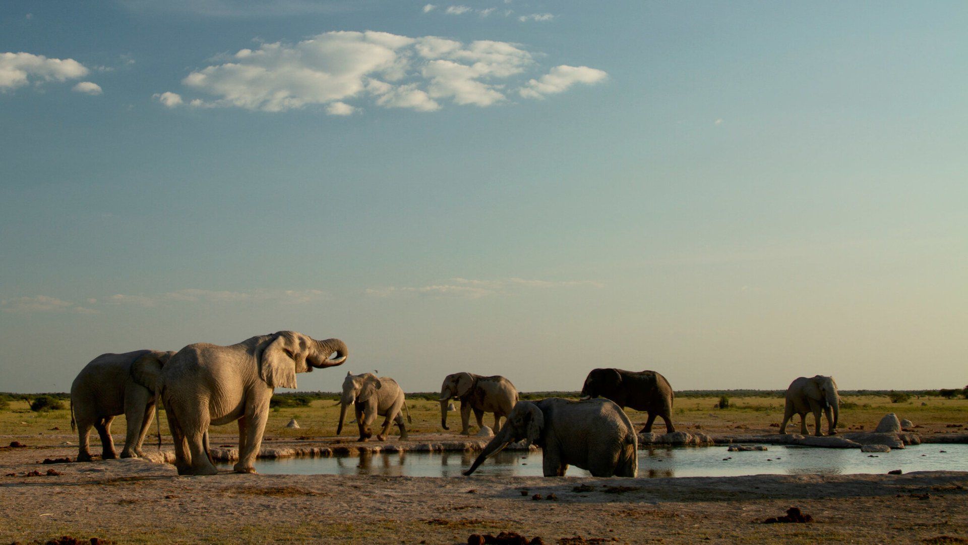 Nxai Pan Elephants Drinking Water Botswana - eXplore Plus Travel and Tours