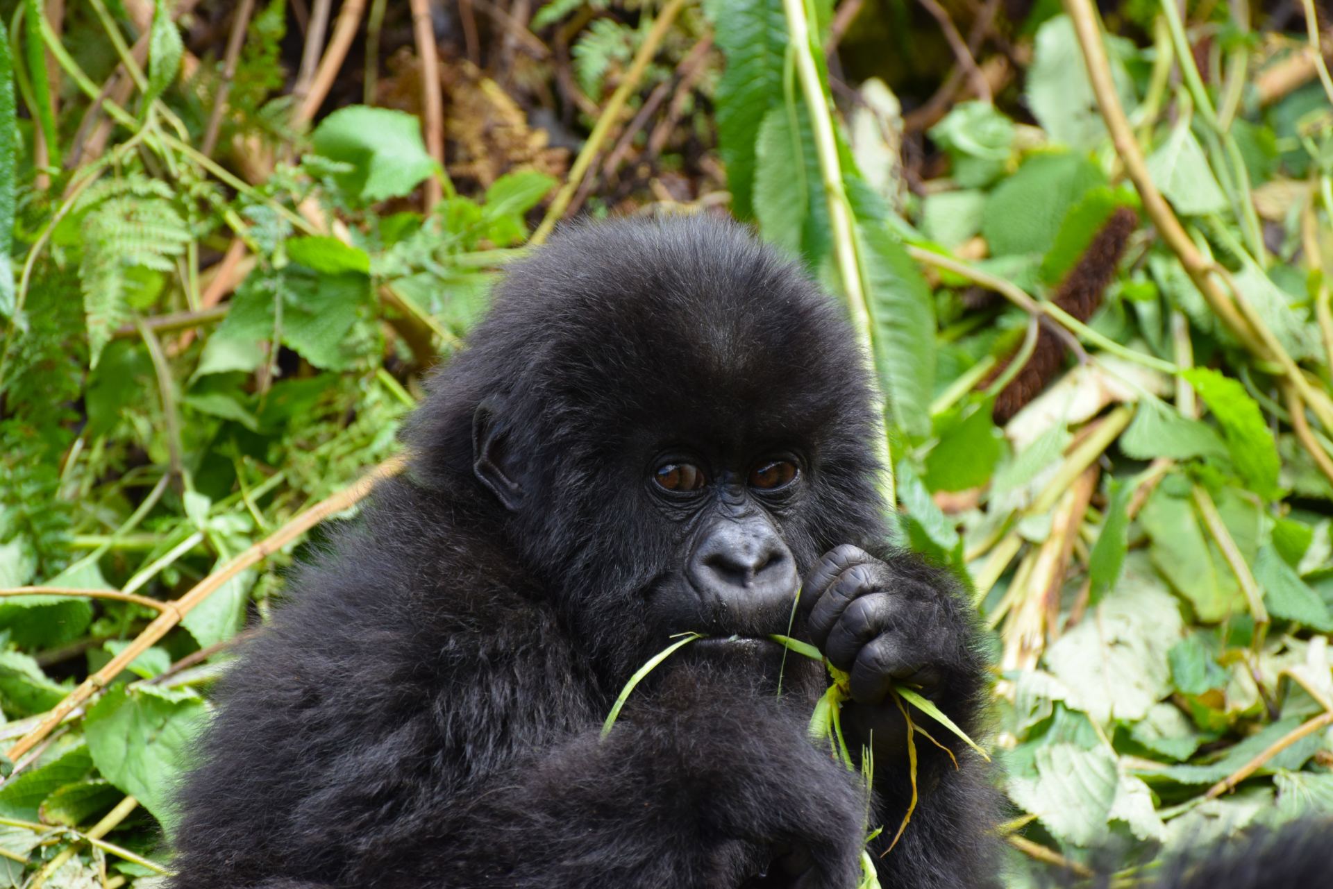 Baby Gorilla - Bwindi Impenetrable forest, Uganda