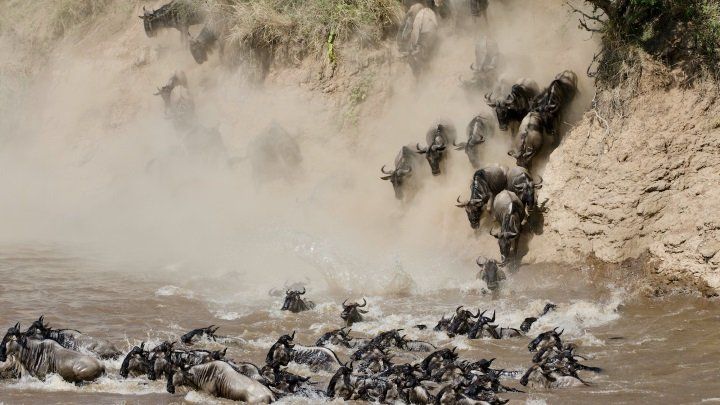 Wildebeest Migration - Masai Mara, Kenya