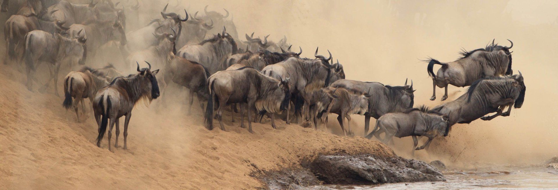 kenya safaris great wildebeest migration