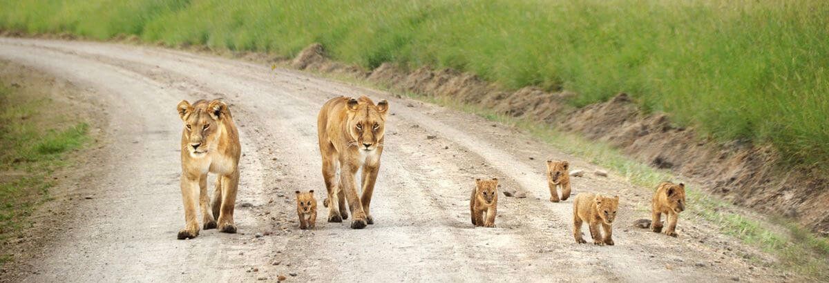spotting lions on a kenya safari