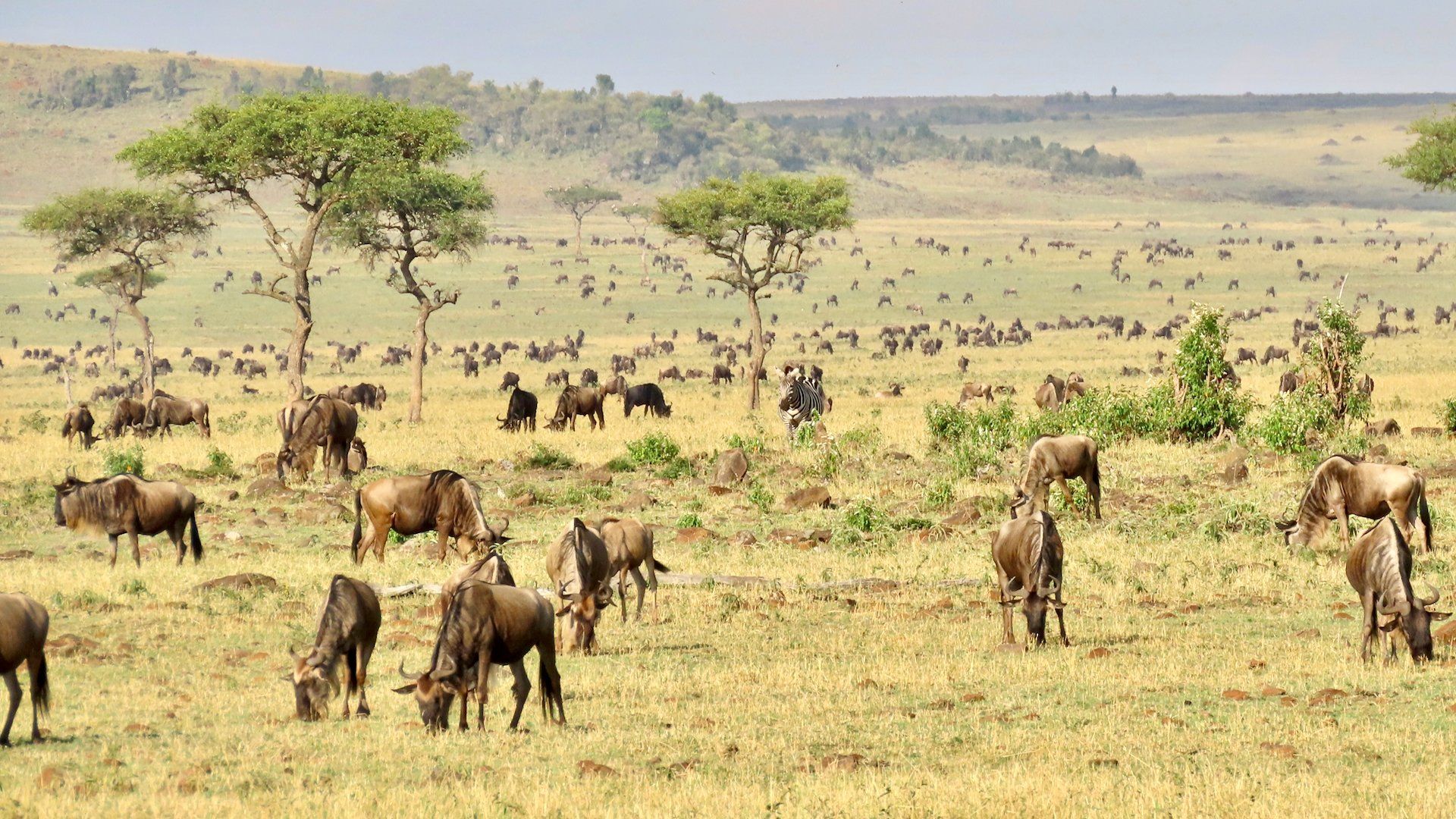 how to book masai mara safari