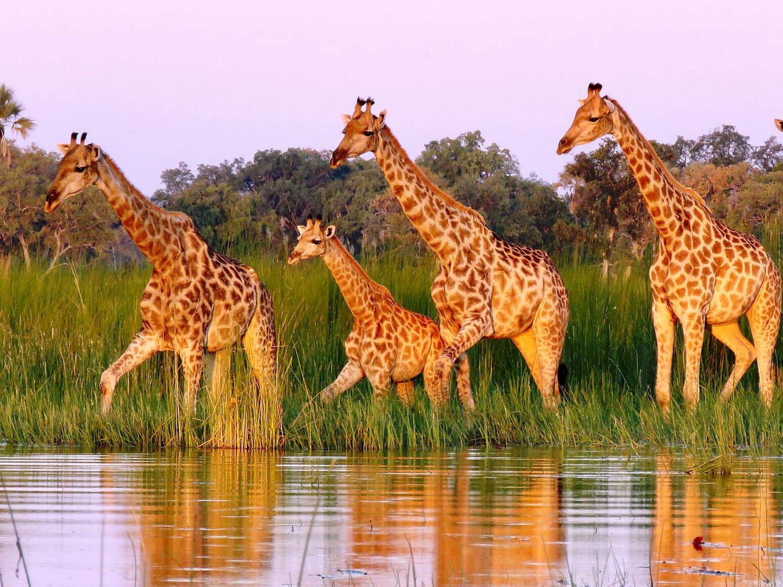 Best Time For African Safari Holiday