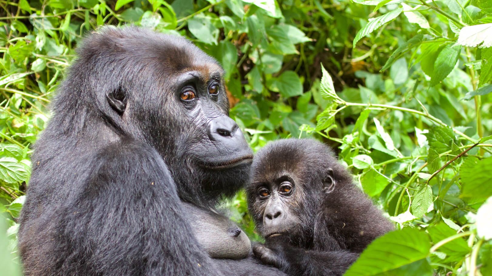 Gorilla Trekking Virunga National Park Congo - eXplore Plus Travel and Tours