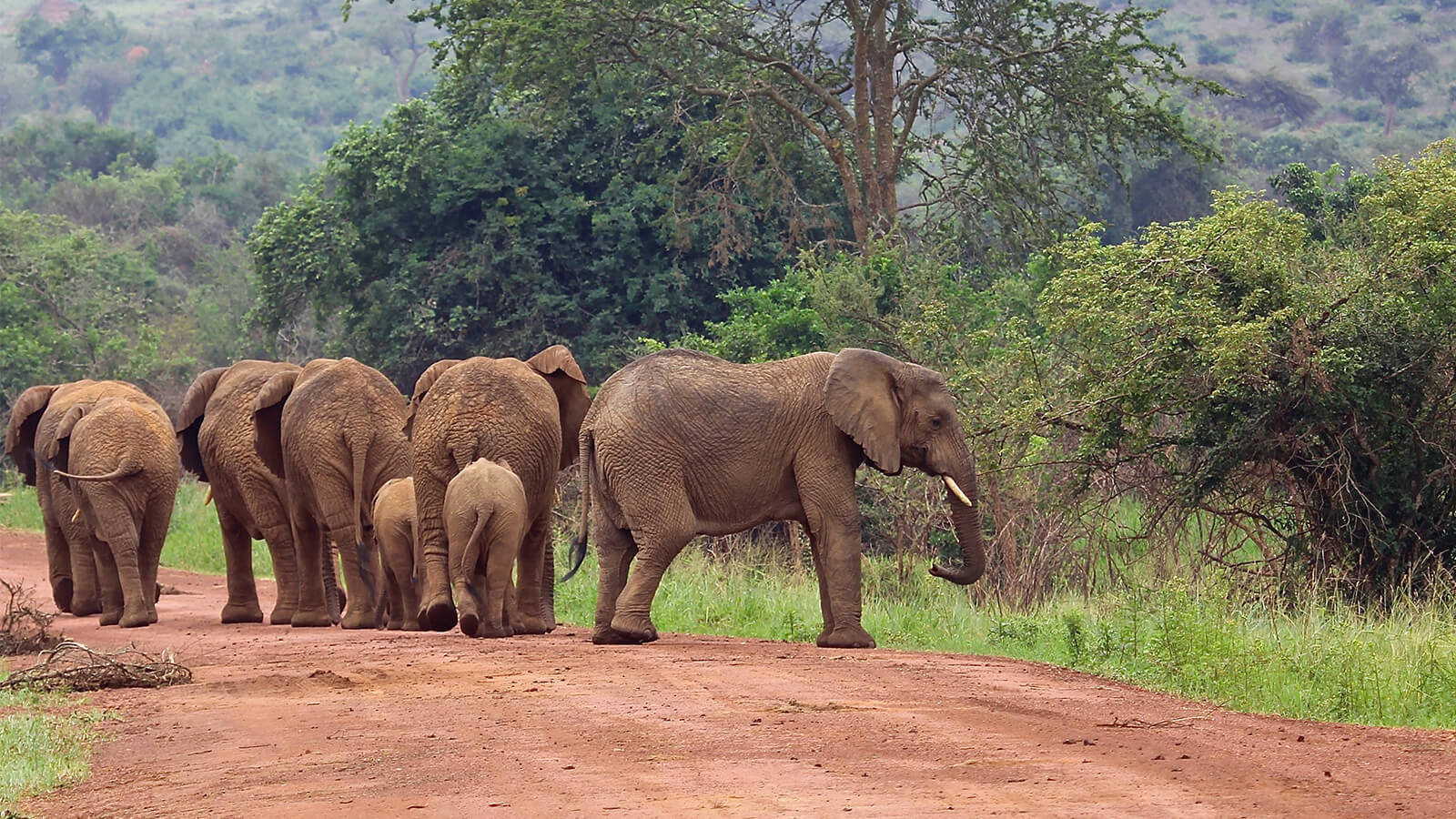 Herd of Elephants Virunga National Park Congo - eXplore Plus Travel and Tours