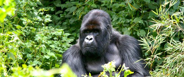 budget gorilla trekking rwanda