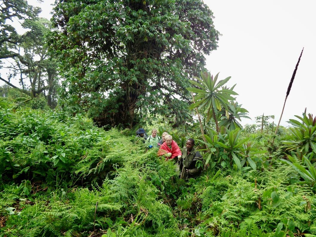 budget gorilla trekking tour in rwanda