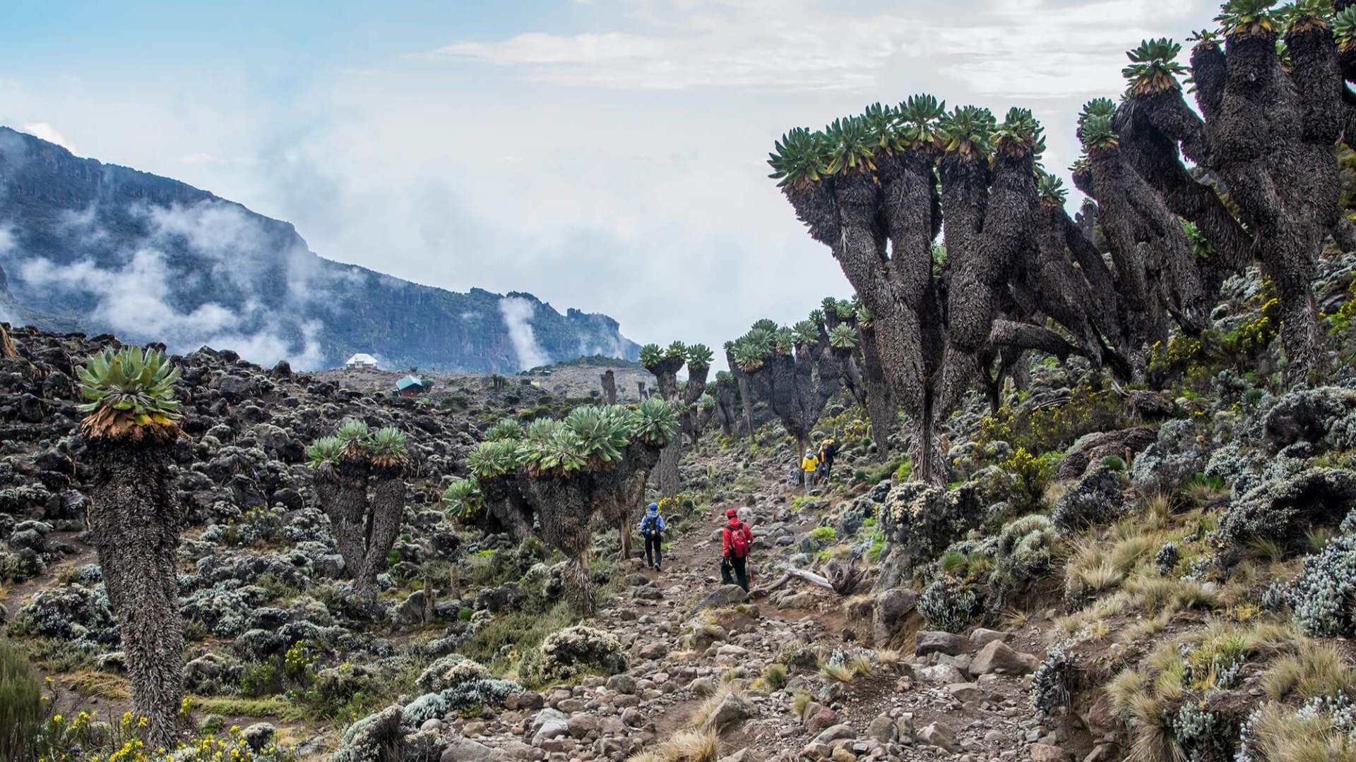 Day 4 - Between Shira & Barranco Camp Machame Route Kilimanjaro - eXplore Plus Travel and Tours