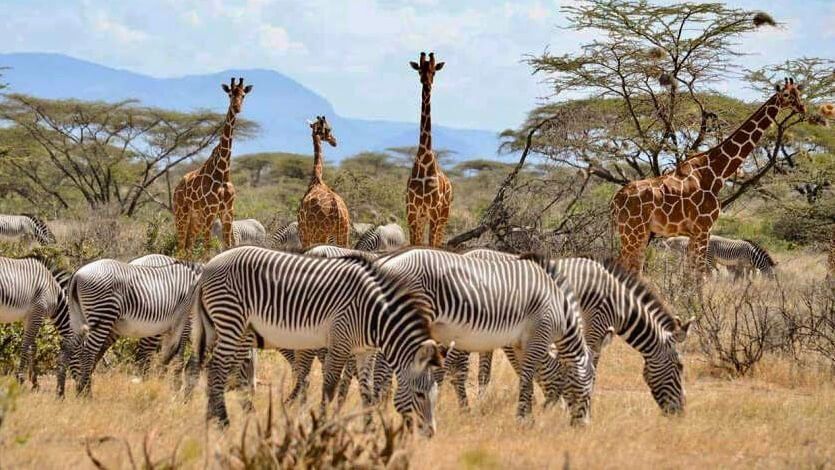 Samburu Game Reserve Kenya - eXplore Plus Travel and Tours