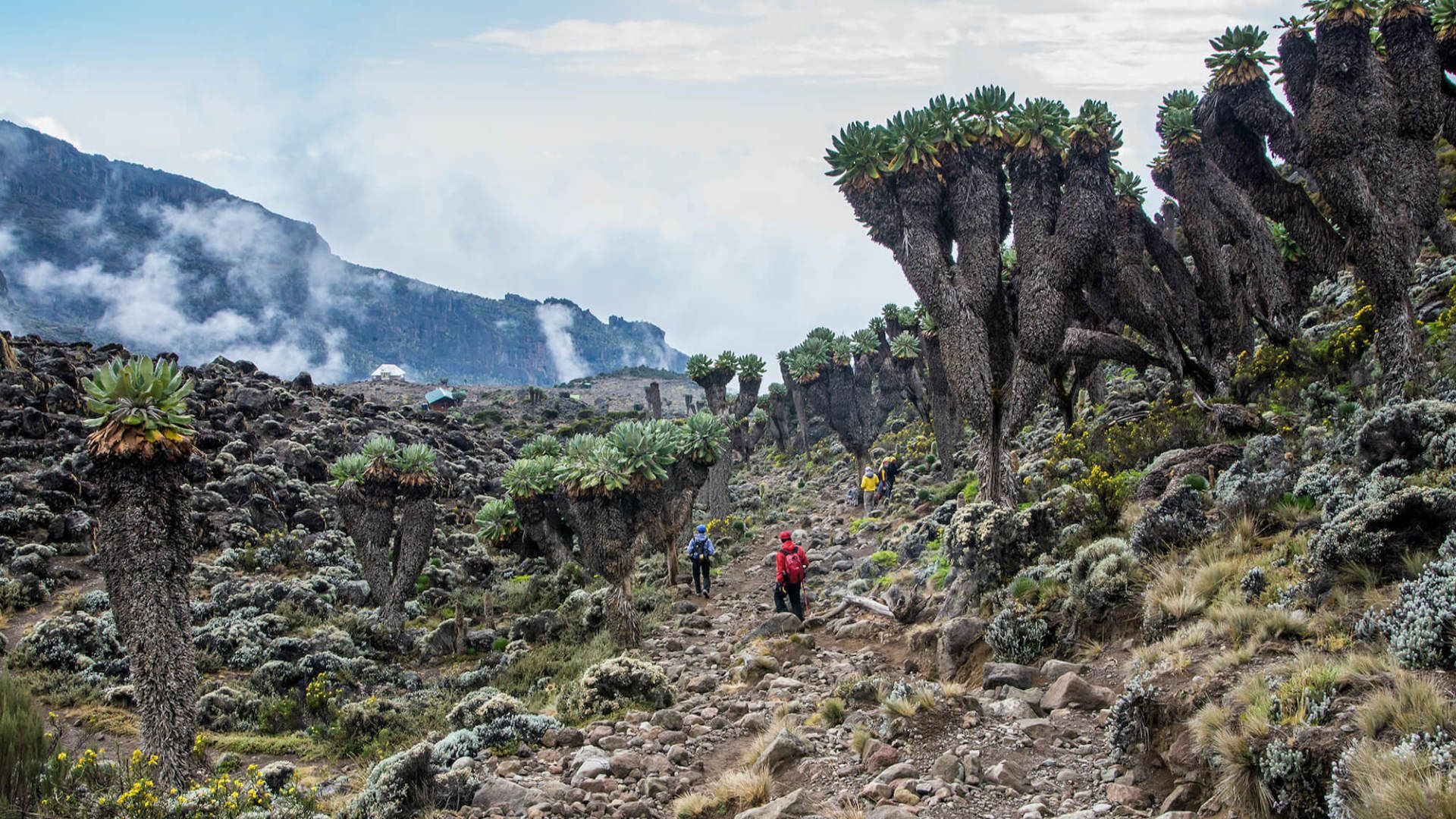 Barranco Valley Kilimanjaro - eXplore Plus Travel and Tours