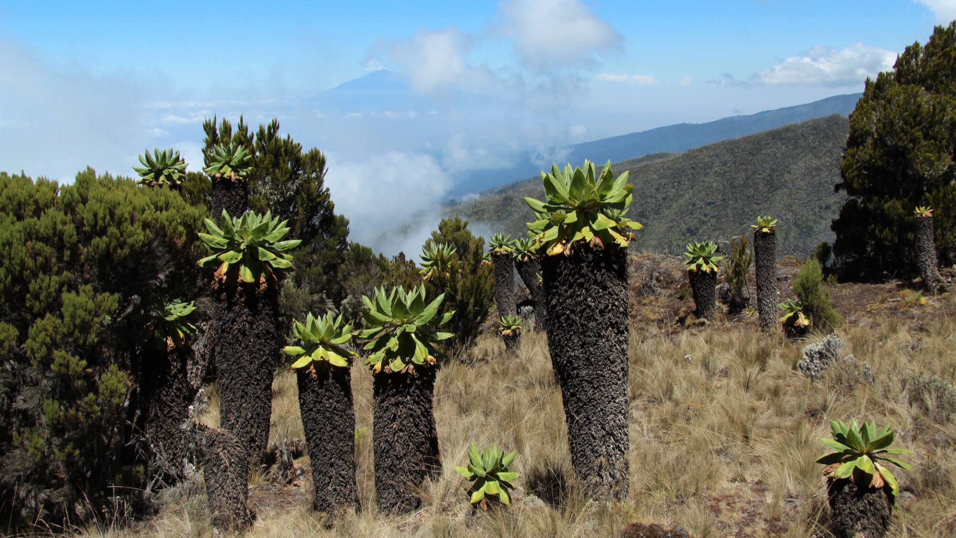 Giant Lobelias Kilimanjaro - eXplore Plus Travel and Tours