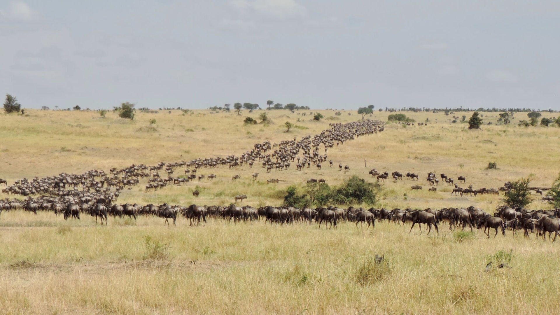 Masai Mara Game Reserve Wildebeest Migration Kenya - eXplore Plus Travel