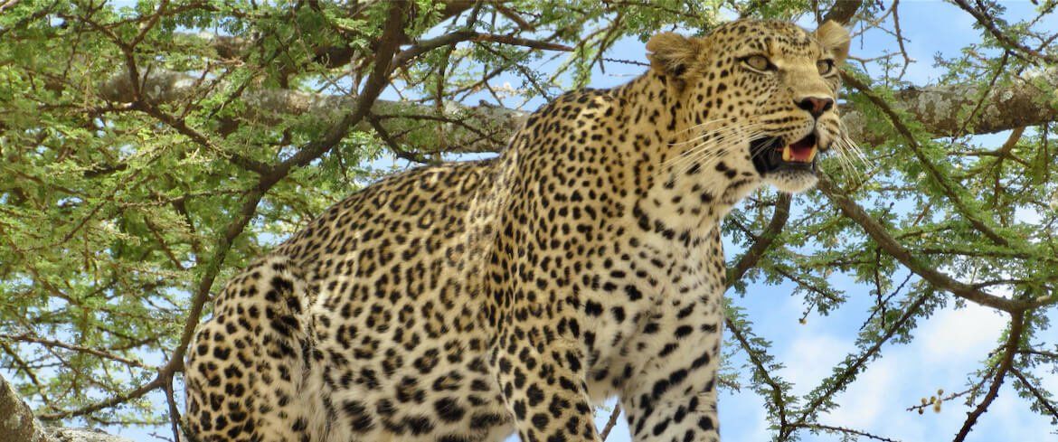 African Leopard in a tree