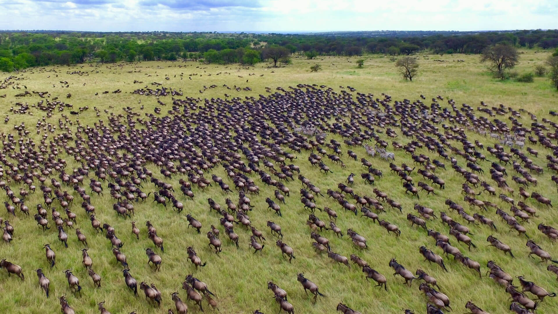 10 Reasons Why You Should See the Great Migration in Tanzania!