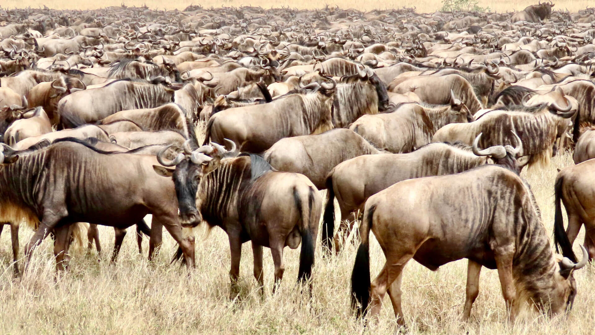 Great Wildebeest Migration Safaris Tanzania | EXplore Plus