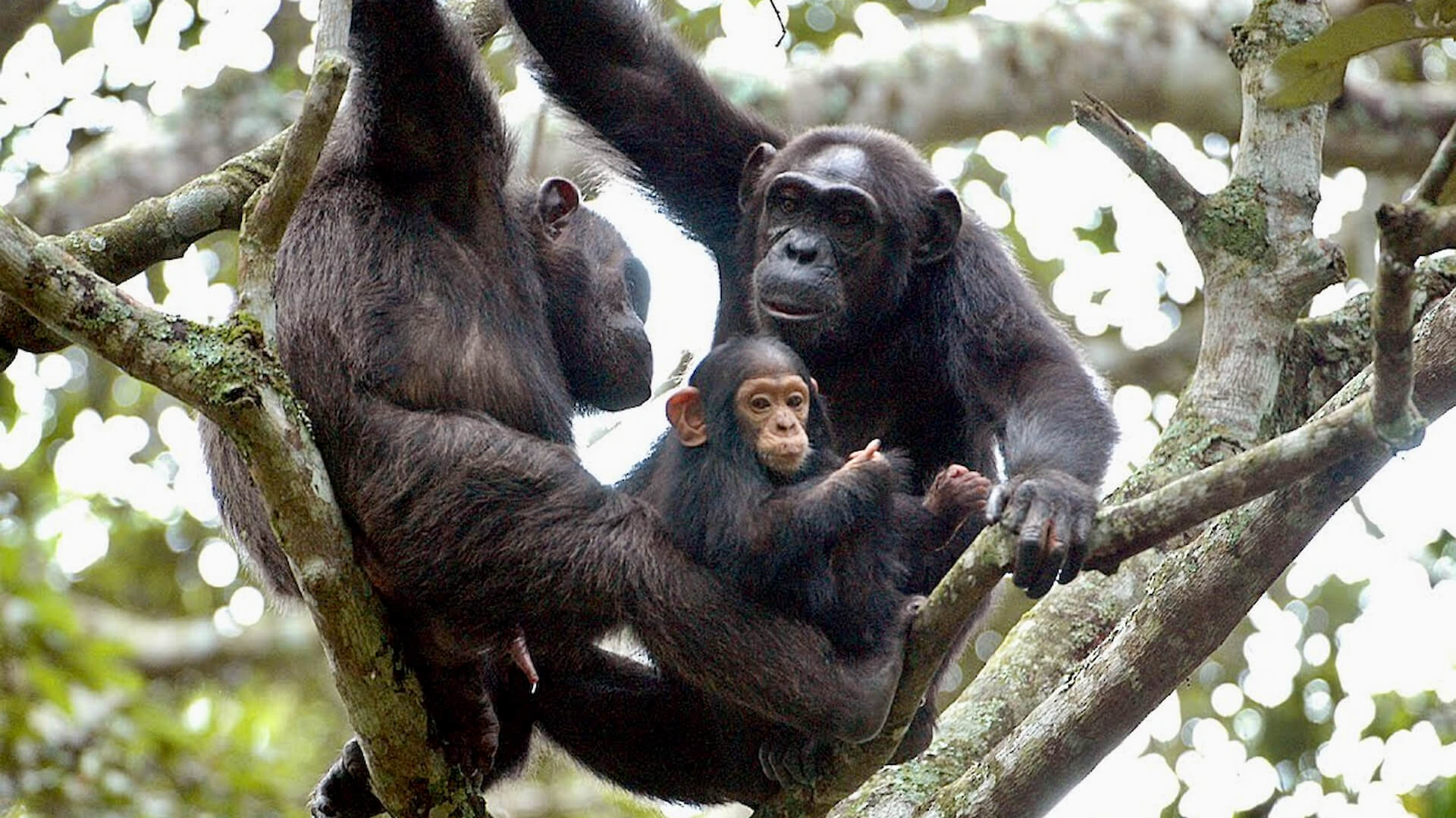 Nyungwe Forest Chimpanzee Trekking - eXplore Plus Travel and Tours