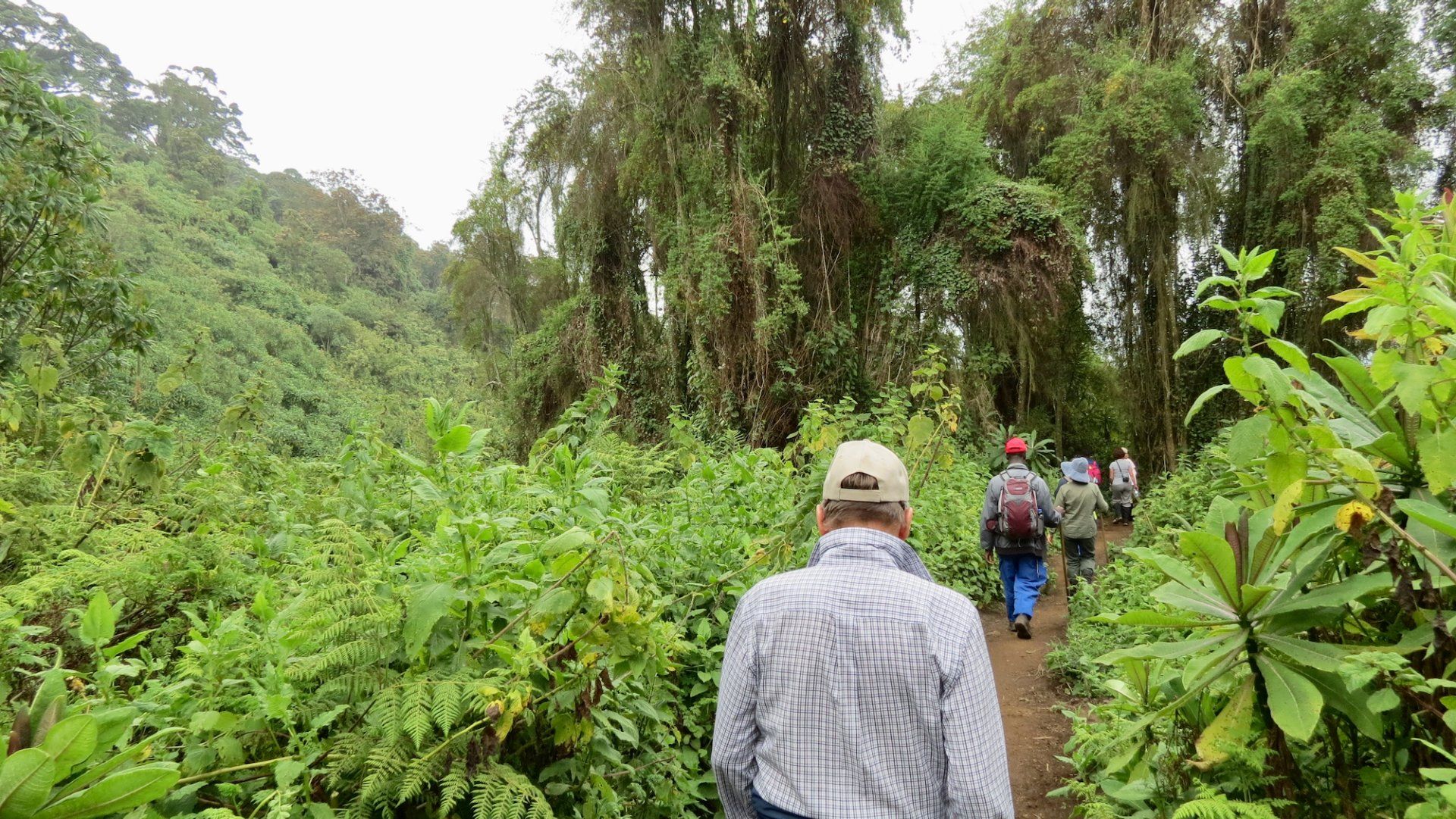 uganda Gorilla Trekking, rwanda gorilla trekking, drc gorilla trekking