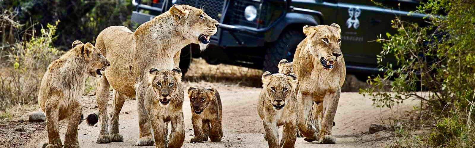 Best time to see lions on African Safari