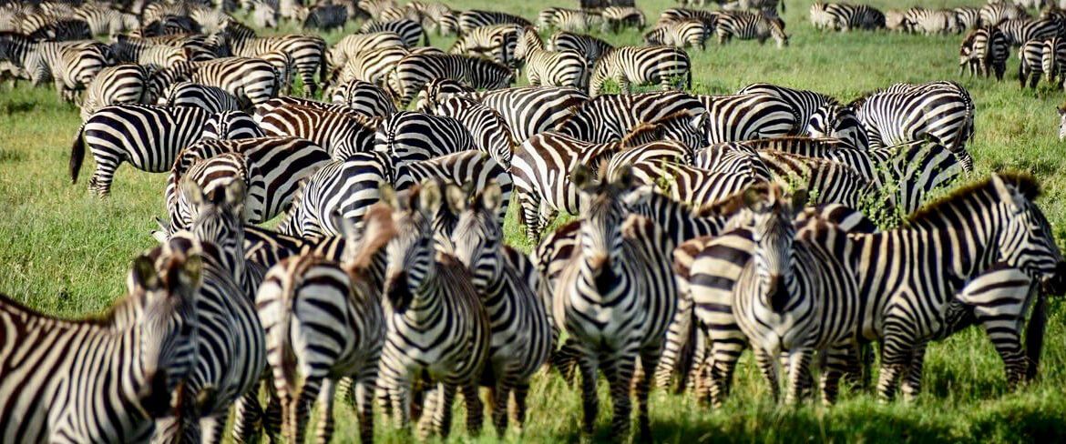 Zebra in the great Migration in the Serengeti