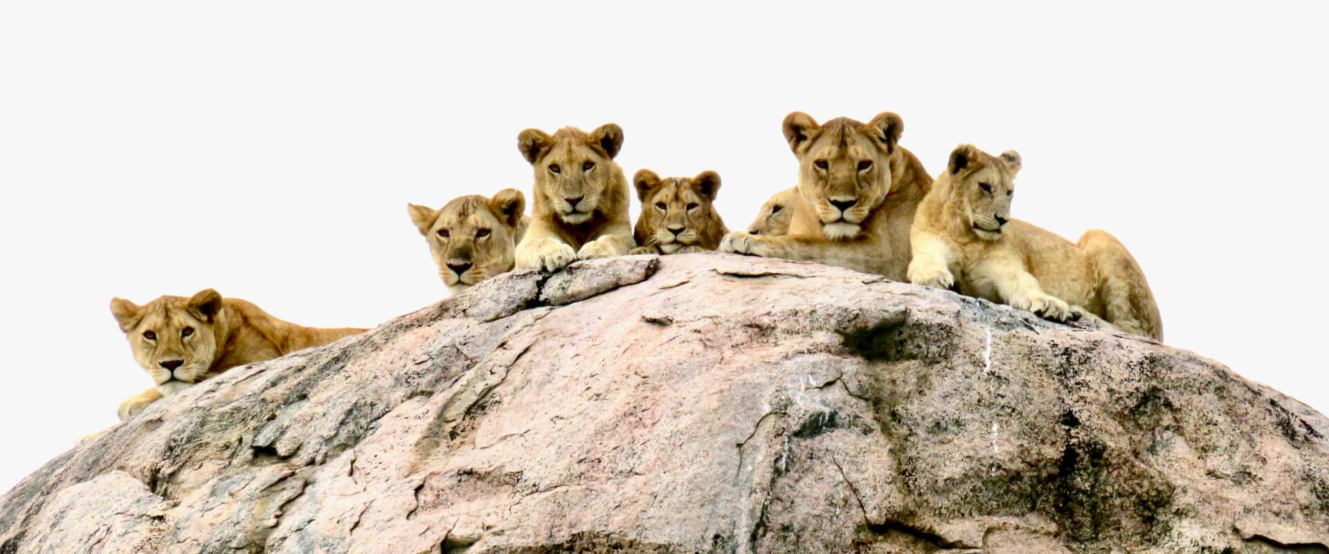 Lions on kopjes in the Serengeti