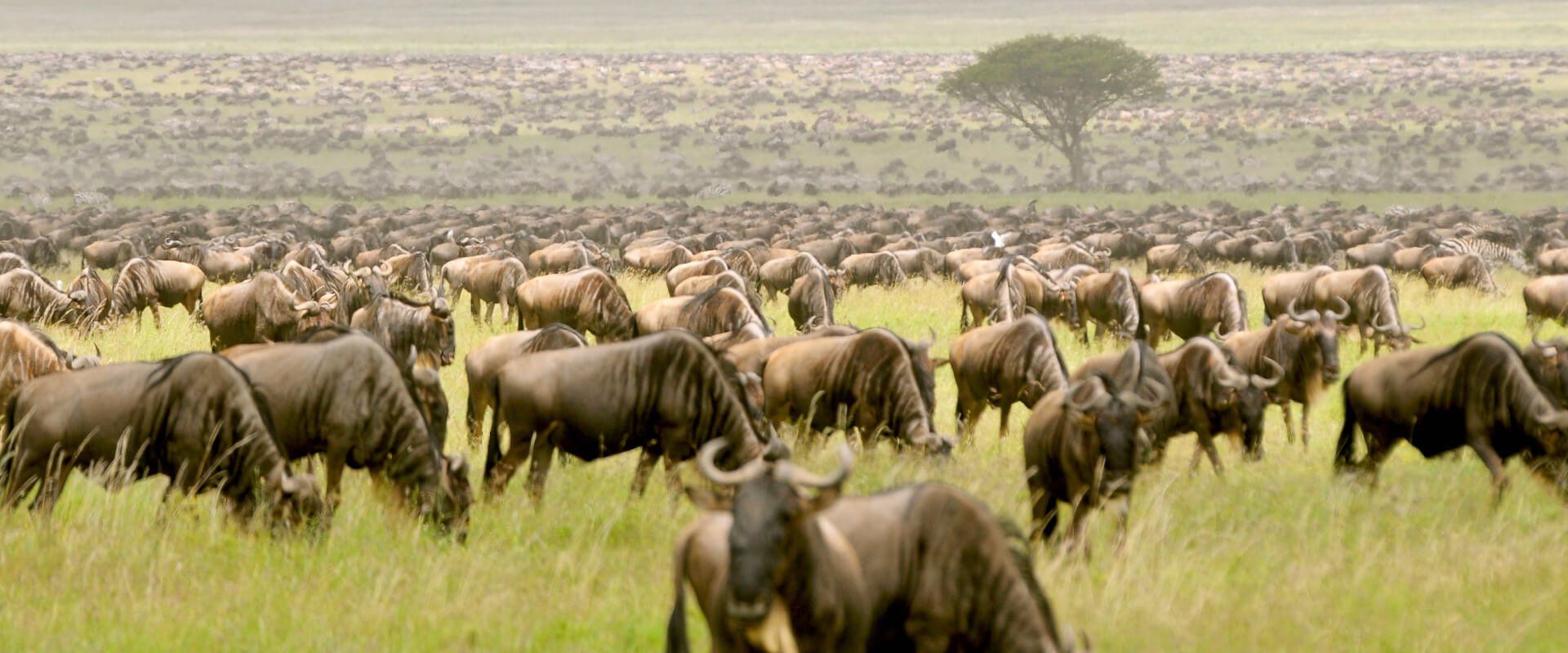 Best place to see Wildebeest Migration