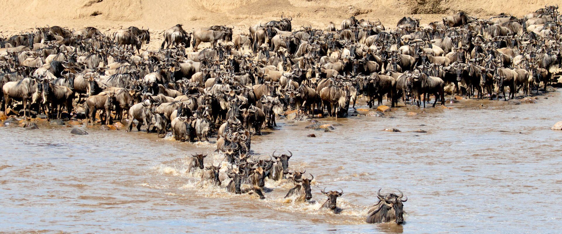 Wildebeest Migration of East Africa