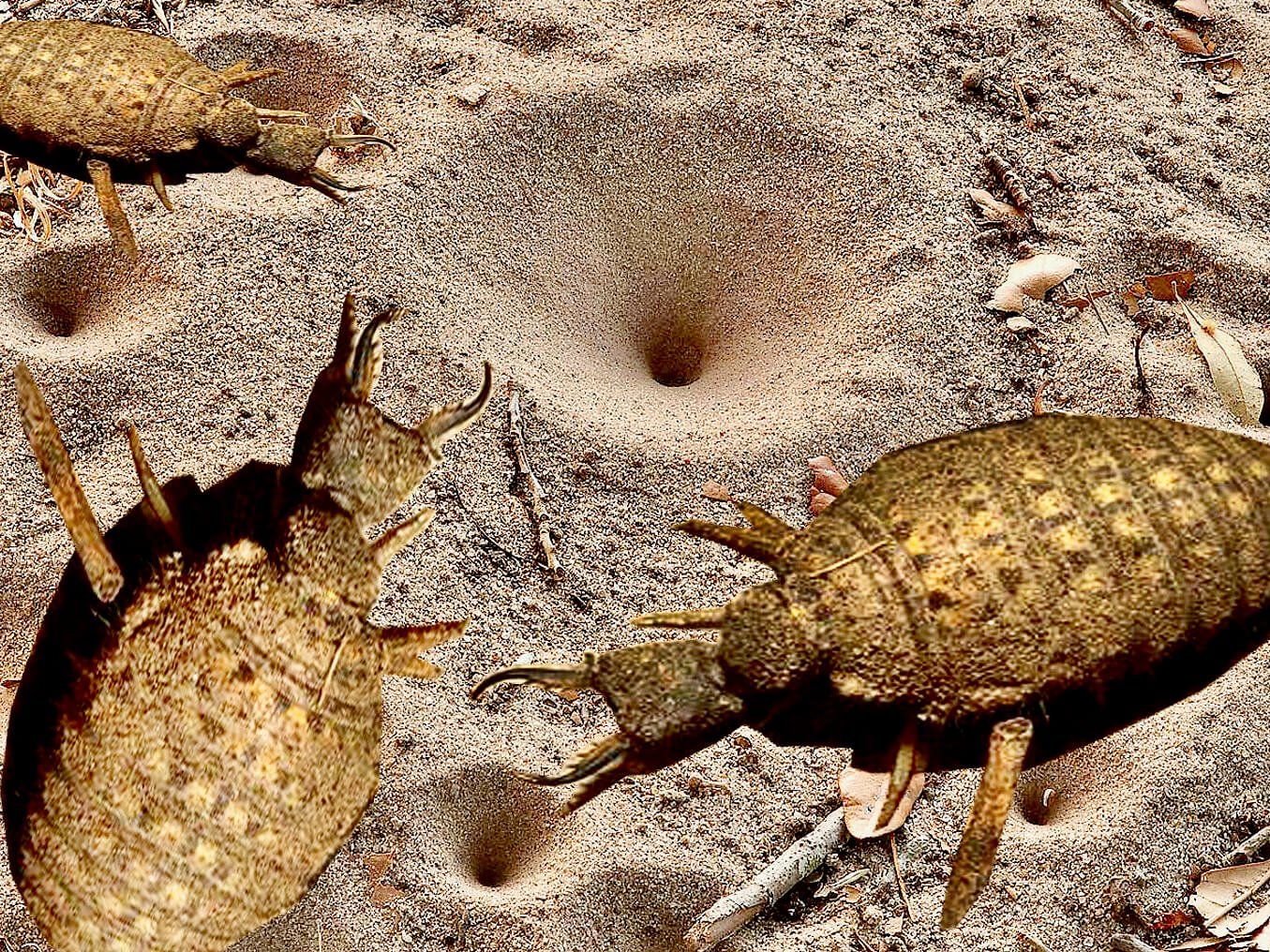 The small five to be seen on African Safari Holiday