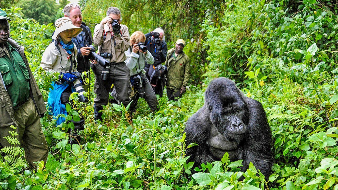 Gorilla Trekking Bwindi Uganda- eXplore Plus Travel and Tours