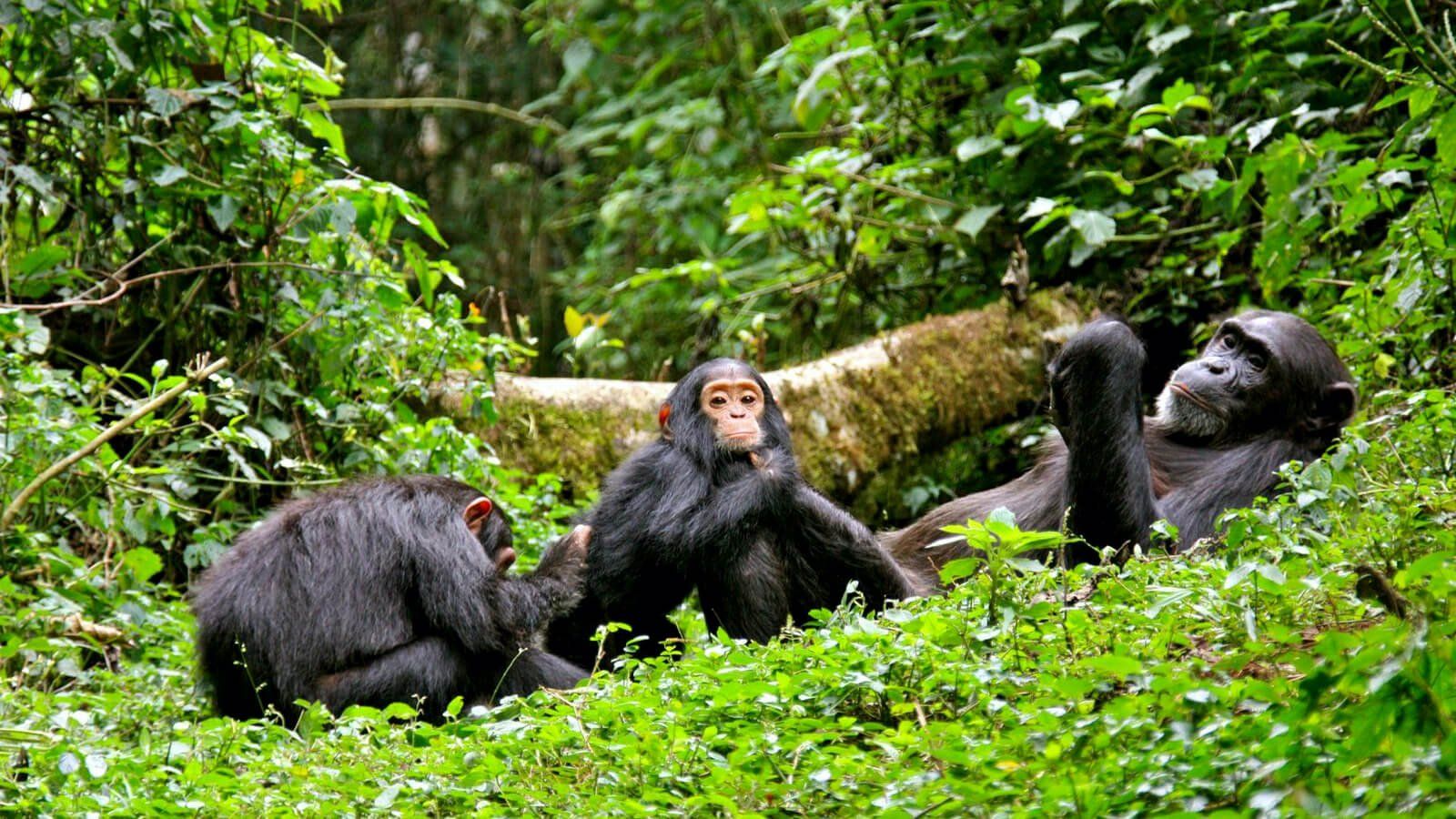 Kibale Forest Chimpanzee Trekking Uganda- eXplore Plus Travel and Tours