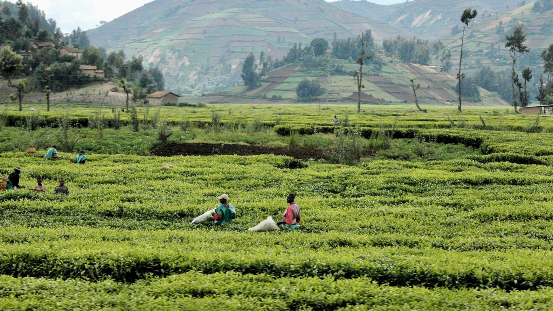Tea Plantations Rwanda - eXplore Plus Travel and Tours