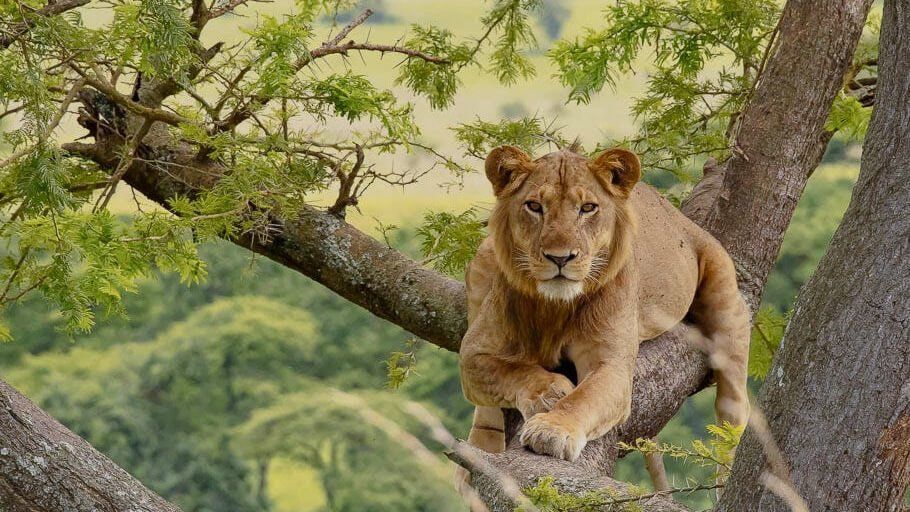 Queen Elizabeth National Park - Famous Tree Climbing Lions - eXplore Plus Travel and Tours