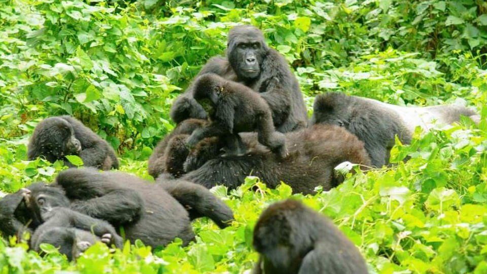 Gorilla Family Bwindi National Park Uganda - eXplore Plus Travel and Tours