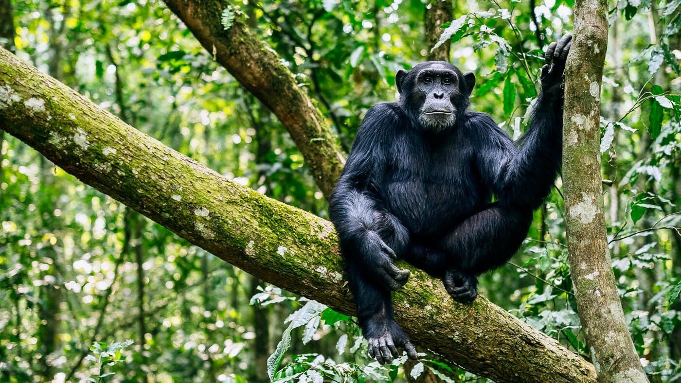 Kibale Forest Chimpanzee Trekking Uganda - eXplore Plus Travel and Tours