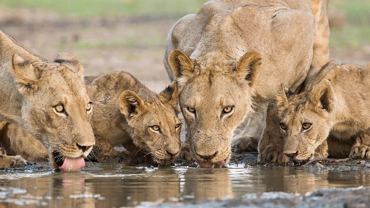 Lions drinking water