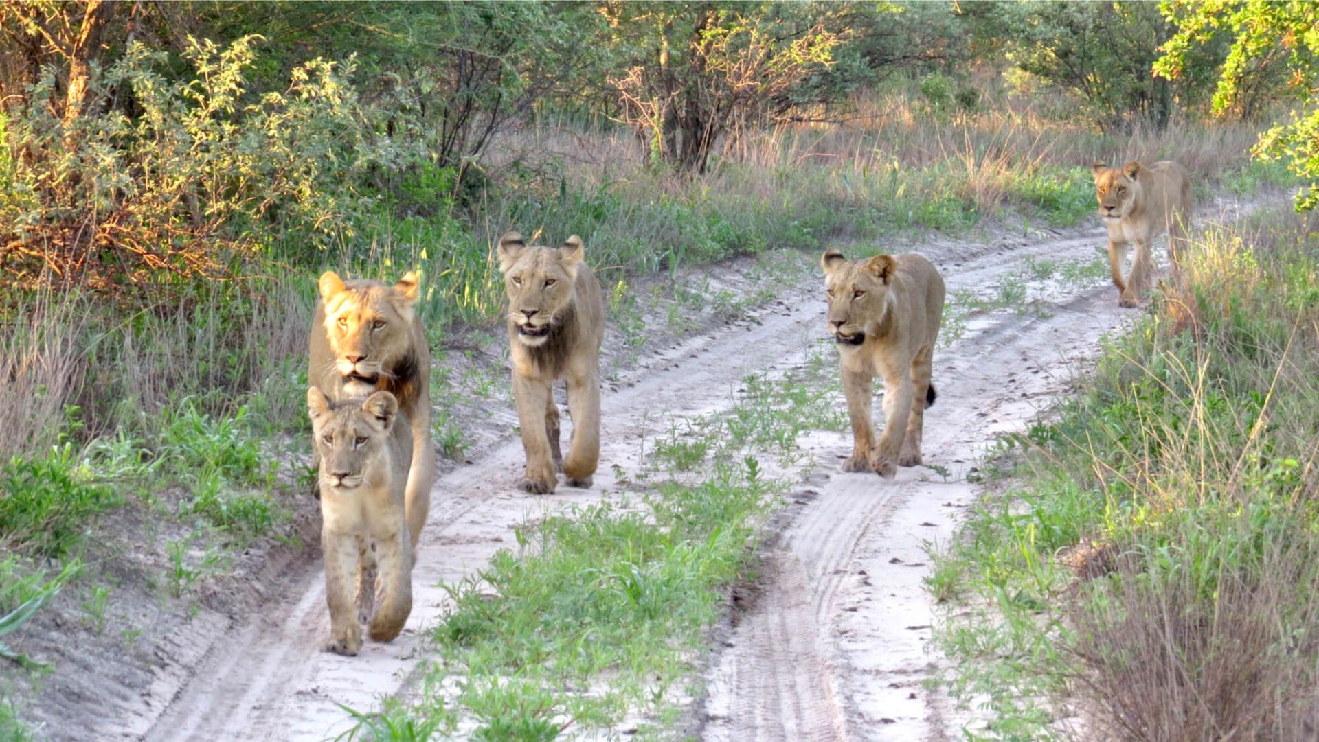 Central Kalahari Game Reserve - eXplore Plus Travel and Tours