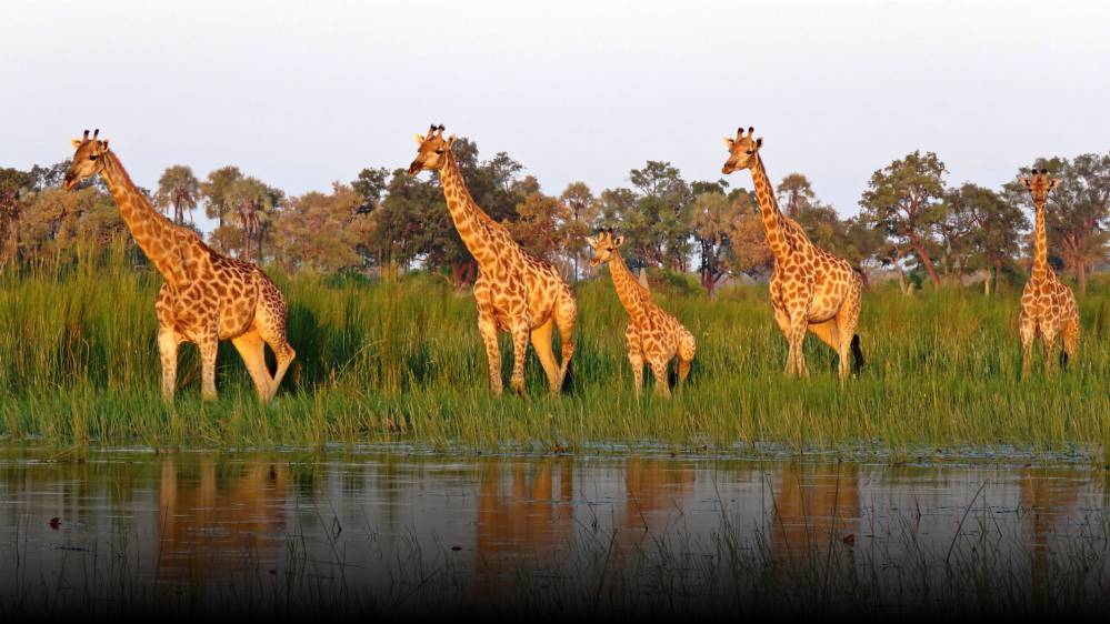 Explore Plus Travel Destination Botswana