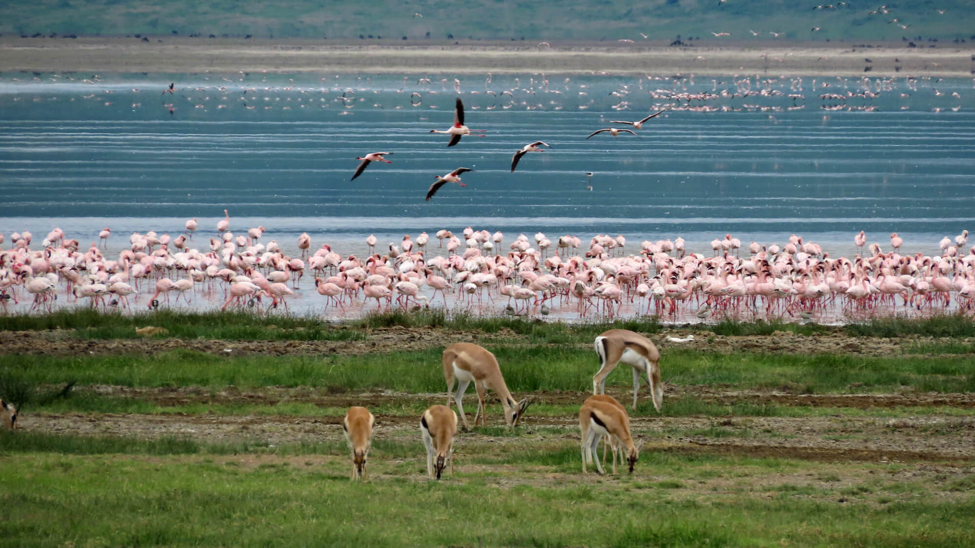 tanzania safaris and tours