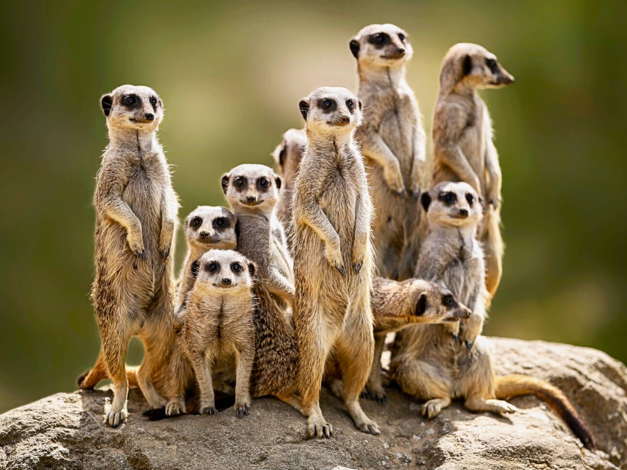 The shy five of Africa