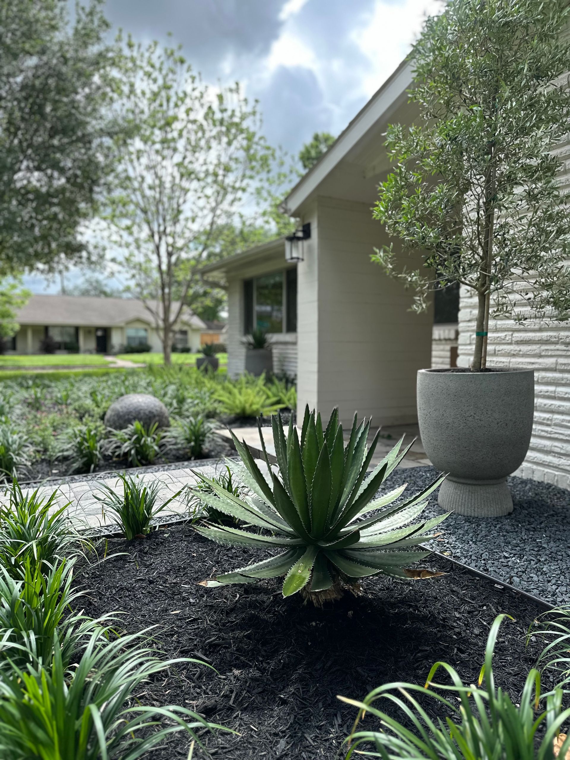 Elegant House Plants